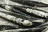 Polished Fossil Orthoceras (Cephalopod) Plate - Morocco #372648-1